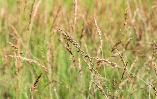 Molinia caerulea 'Dauerstrahl'  Molinia caerulea 'Dauerstrahl'