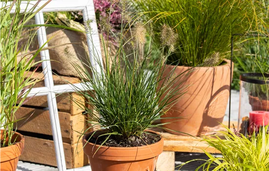 Pennisetum alopecuroides Little Bunny'  Pennisetum alopecuroides Little Bunny'
