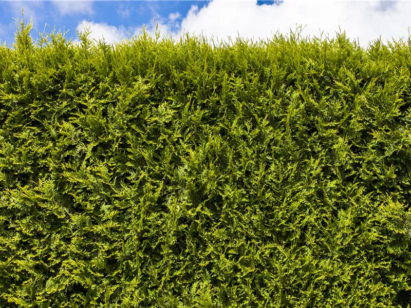 Aktion KW44 und KW45 2025 (40 Jahre Baumschule Engel) Aktion KW44 und KW45 2025 (40 Jahre Baumschule Engel)