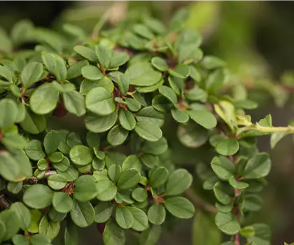 Cotoneaster dammeri 