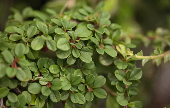 Cotoneaster dammeri 