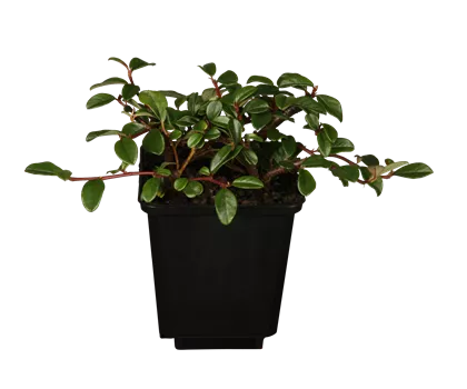 Cotoneaster dammeri  Cotoneaster dammeri