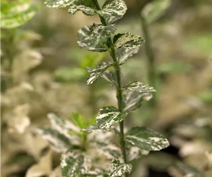 Euonymus fortunei 'Harlequin'  Euonymus fortunei 'Harlequin'
