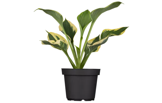 Hosta x cultorum 'Twilight'  Hosta x cultorum 'Twilight'