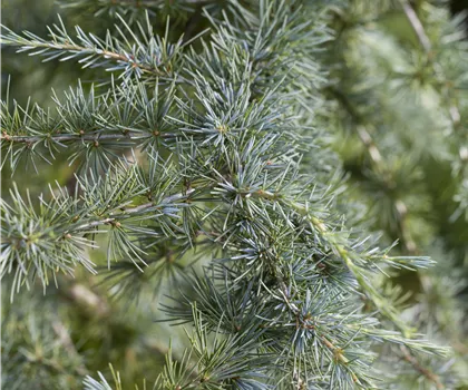 Cedrus deodara