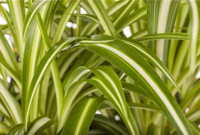 Chlorophytum comosum 'Variegatum' Chlorophytum comosum 'Variegatum'