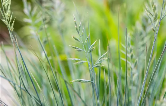 Festuca glauca 'Blue Sky' 