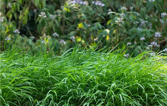 Hakonechloa macra 'Greenhills' 