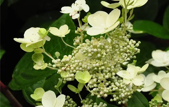 Hydrangea paniculata 'Little Quick Fire'  Hydrangea paniculata 'Little Quick Fire'
