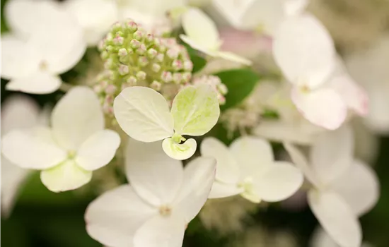 Hydrangea paniculata 'Magical Fire'  Hydrangea paniculata 'Magical Fire'