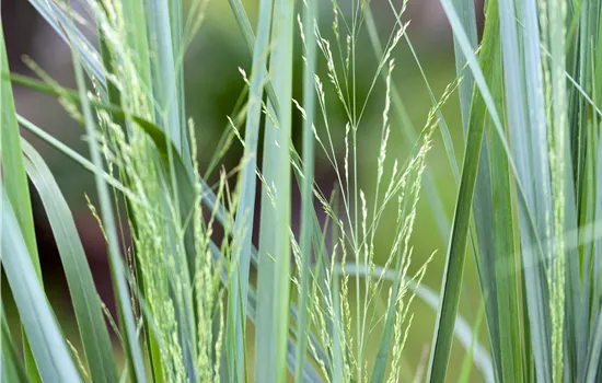 Panicum virgatum 'Northwind'  Panicum virgatum 'Northwind'