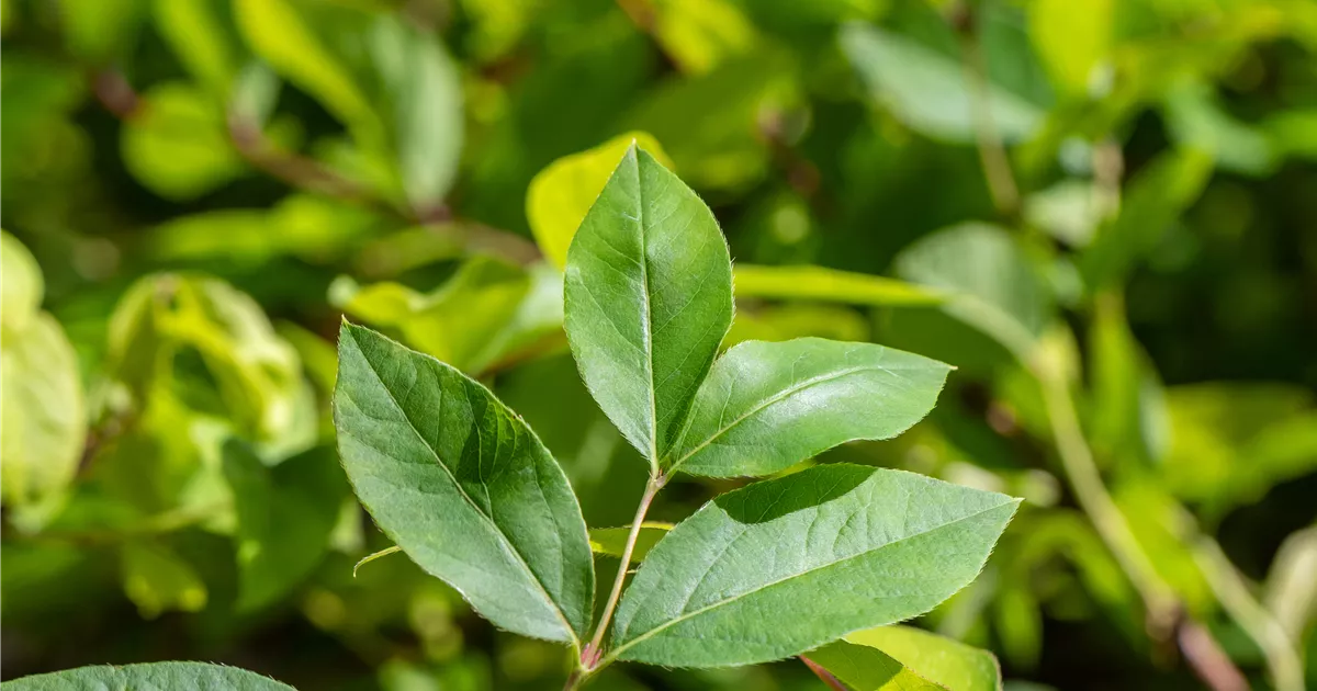 Lonicera purpusii