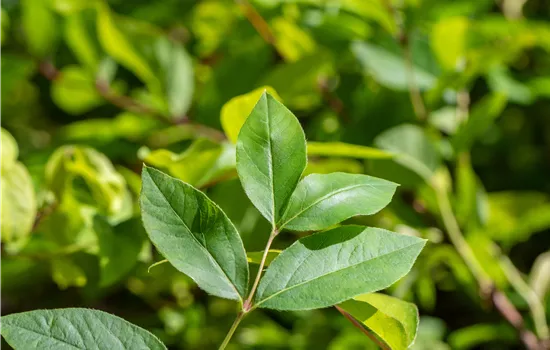 Lonicera purpusii  Lonicera purpusii
