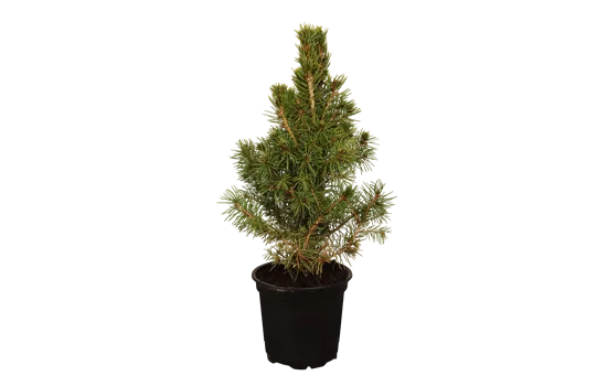 Picea glauca 'Conica' Picea glauca 'Conica'
