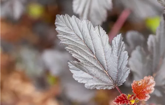 Physocarpus opulifolius 'All Black' 