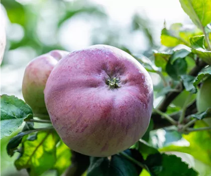 Malus domestica 'Biesterfelder Renette'  Malus domestica 'Biesterfelder Renette'