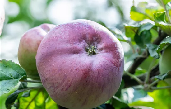 Malus domestica 'Biesterfelder Renette'  Malus domestica 'Biesterfelder Renette'