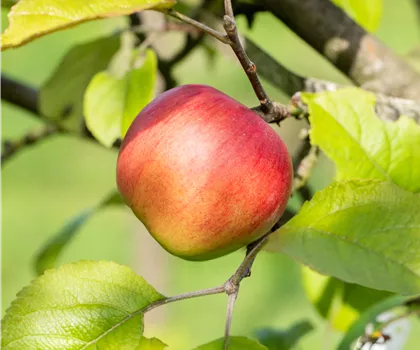 Malus domestica 'Discovery'  Malus domestica 'Discovery'