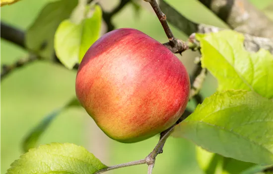 Malus domestica 'Discovery'  Malus domestica 'Discovery'