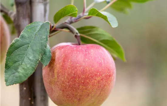 Malus domestica 'Gloster 69' 