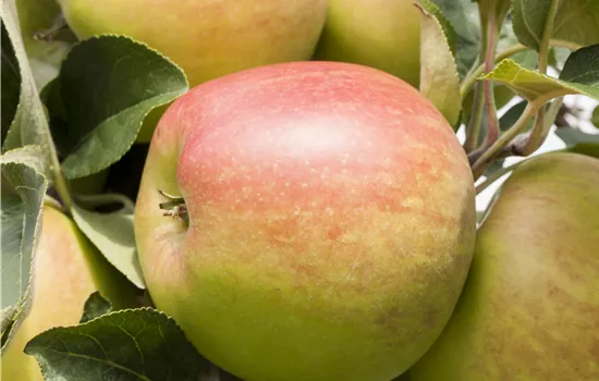 Malus domestica 'Pfirsichroter Sommerapfel' 