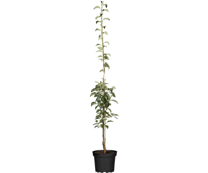 Pyrus communis 'Condo' 