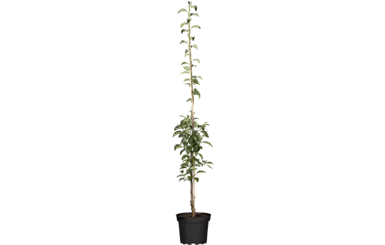 Pyrus communis 'Condo'  Pyrus communis 'Condo'