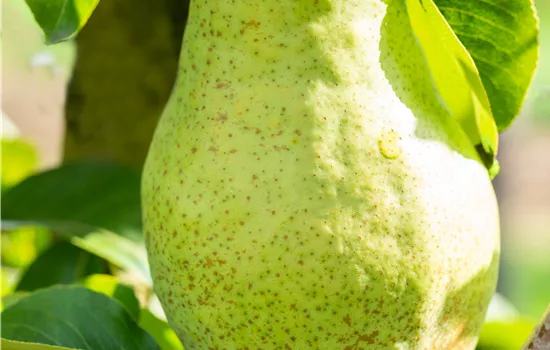 Pyrus communis 'Nojabrskaja'  Pyrus communis 'Nojabrskaja'