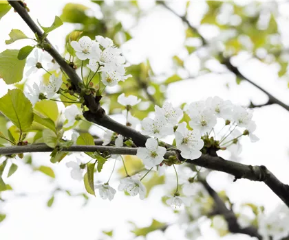 Prunus avium 'Büttners Rote Knorpelkirsche'  Prunus avium 'Büttners Rote Knorpelkirsche'