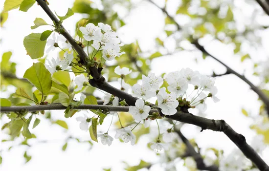 Prunus avium 'Büttners Rote Knorpelkirsche'  Prunus avium 'Büttners Rote Knorpelkirsche'