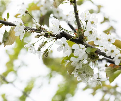 Prunus avium 'Große Prinzessinkirsche'  Prunus avium 'Große Prinzessinkirsche'