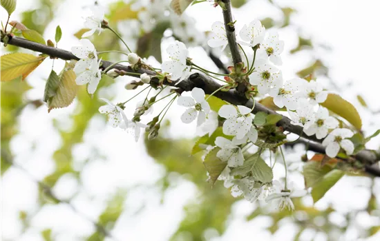 Prunus avium 'Große Prinzessinkirsche'  Prunus avium 'Große Prinzessinkirsche'