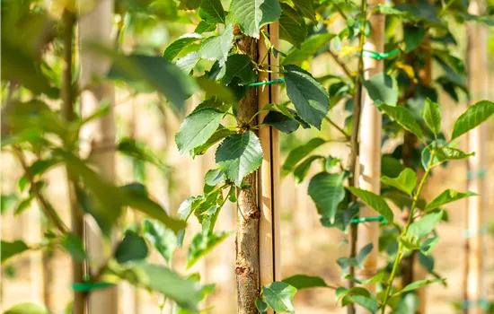 Prunus cerasus 'Morellenfeuer'  Prunus cerasus 'Morellenfeuer'