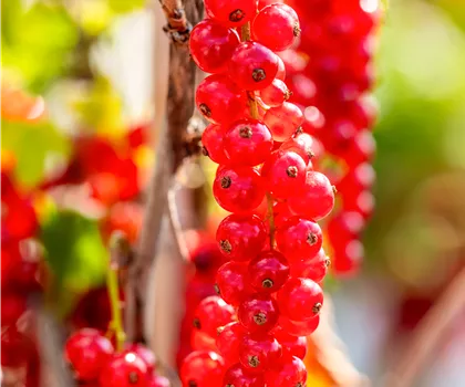 Ribes rubrum 'Rovada' 