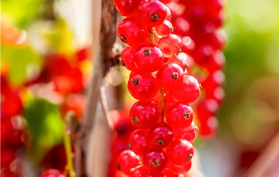 Ribes rubrum 'Rovada'  Ribes rubrum 'Rovada'