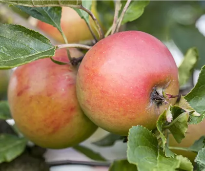 Malus domestica 'Carola' 