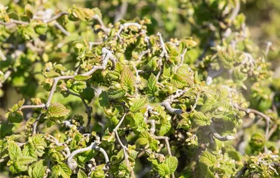 Corylus avellana 'Contorta'  Corylus avellana 'Contorta'