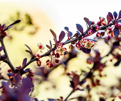 Berberis thunbergii 'Atropurpurea'