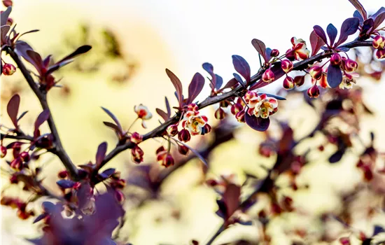 Berberis thunbergii 'Atropurpurea'