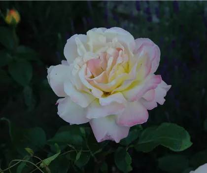 Rosa 'Gloria Dei'