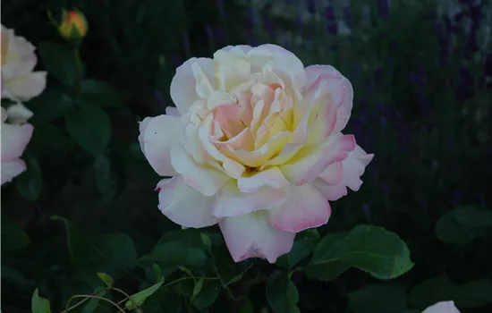 Rosa 'Gloria Dei'