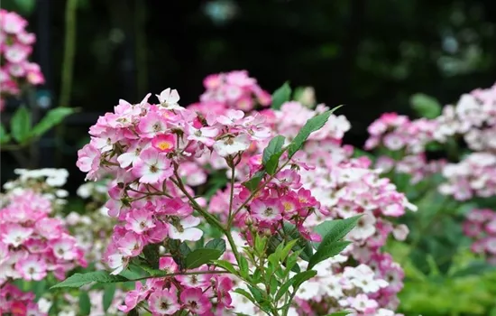 Rosa 'Mozart' Rosa 'Mozart'