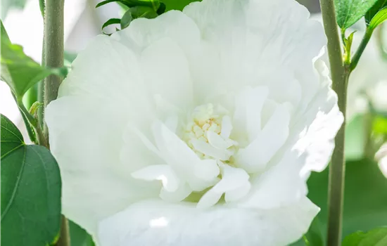 Hibiscus syriacus 'White Chiffon' 
