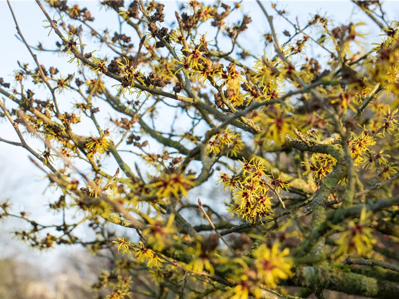 SAISON-Eröffnung in Ihrer GartenBaumschule