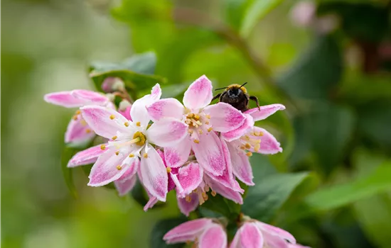 Deutzia hybrida 'Strawberry Fields' 