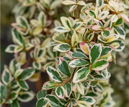Cotoneaster dammeri 'Juliette' 