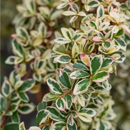 Cotoneaster dammeri 'Juliette' 