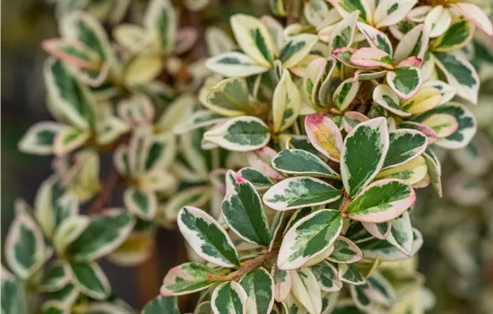 Cotoneaster dammeri 'Juliette' 