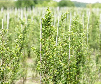 Ilex crenata 'Glorie Dwarf' 