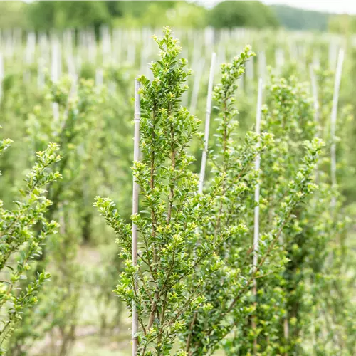 Ilex crenata 'Glorie Dwarf' 